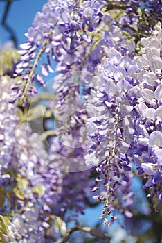 Wisteria flowers on blue background.