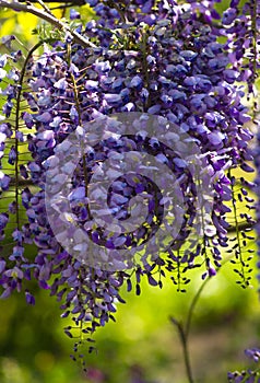 Wisteria flowers close-up, Elegant nature concept for design