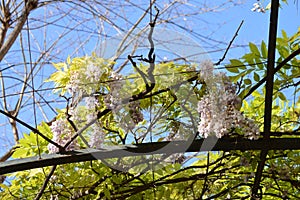 Wisteria flowers covering a metal arch tunnel