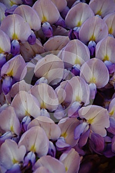 Wisteria flowers