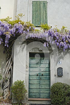 Wisteria flowers on the facade of the building. European province