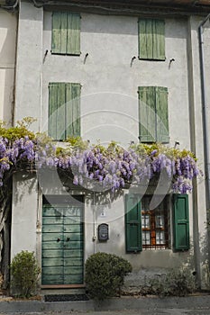 Wisteria flowers on the facade of the building. European province