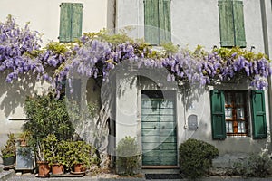 Wisteria flowers on the facade of the building. European province