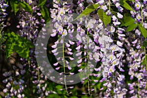 Wisteria flowers hanging from a thick curvaceous branch