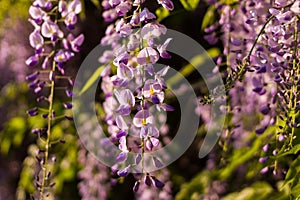 Wisteria flowers hanging from a thick curvaceous branch