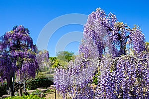 Wisteria flowers in the hilly garden.