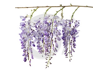 Wisteria flowers isolated