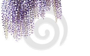 Wisteria flowers isolated on white