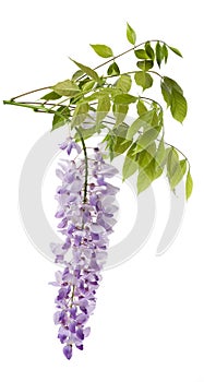 Wisteria photo