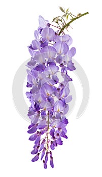 Wisteria flowers photo