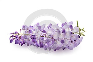 Wisteria flowers isolated