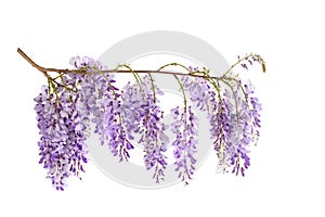 Wisteria flowers photo