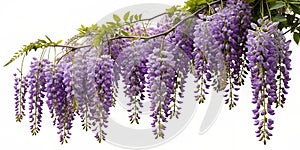 Wisteria flowers isolated on white background. Purple wisteria flowers. AI generated