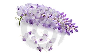 Wisteria flowers isolated