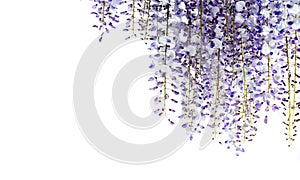 Wisteria flowers isolated on white