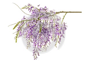 Wisteria flowers isolated photo