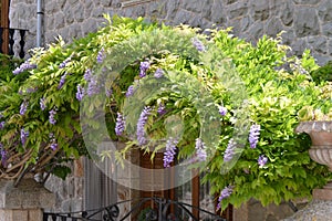 Wisteria flowers perched on garden entrance