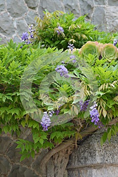 Wisteria flowers on wall