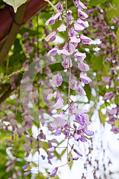 Wisteria formosa Caroline, raceme of lilac-blue flowers