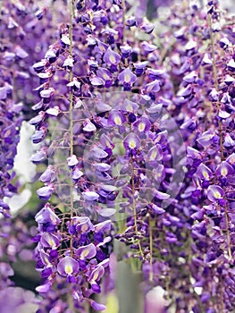 Wisteria in full bloom at Ashikaga Flower Park