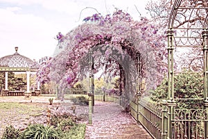 Wisteria in full bloom growing on green wrought iron trellis in ark with lacy gazebo and countryside in background and carpet of