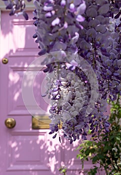 Wisteria in full bloom growing outside a house with pink door in Kensington, London UK.