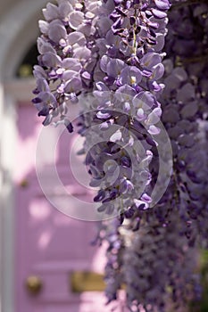 Wisteria in full bloom growing outside a white painted house with pink door in Kensington, London UK.