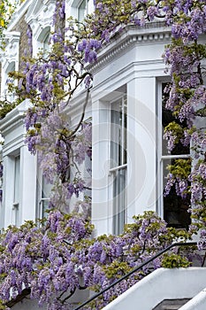 Wisteria in full bloom, photographed around a window outside a house in Kensington, London UK.