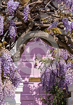 Wisteria in full bloom, photographed outside a house with a pink door in Kensington, London UK.
