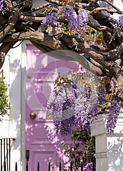 Wisteria in full bloom, photographed outside a house with a pink door in Kensington, London UK.