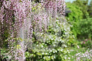 Wisteria Garden