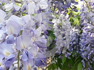 Wisteria garden details