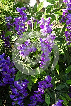 Wisteria, a genus of high-altitude subtropical subtropical plant