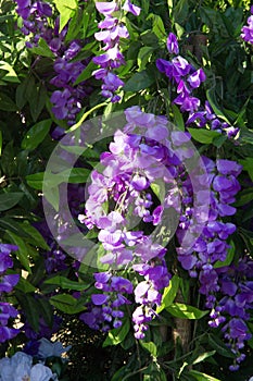 Wisteria, a genus of high-altitude subtropical subtropical plant