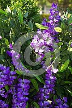 Wisteria, a genus of high-altitude subtropical subtropical plant