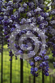 Wisteria glycine flowers on the metal fence