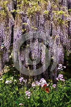 Wisteria hanging over Damask Violets and poppies