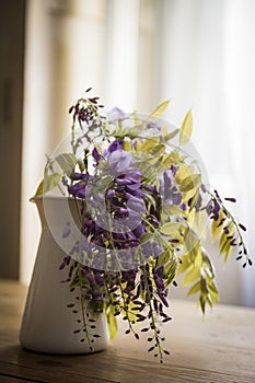 Wisteria inside a jug on a wooden table