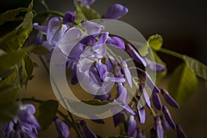 Wisteria inside a jug on a wooden table