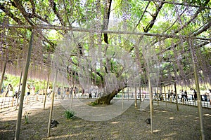 wisteria in Japan