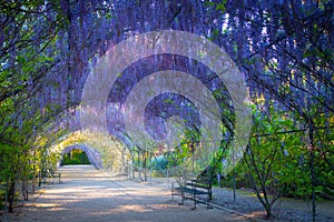 Wisteria Lane, Adelaide Botanic Gardens