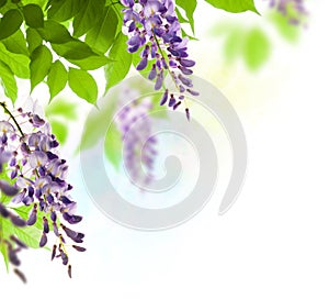 Wisteria leaf and flower in spring photo