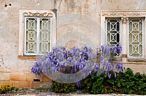 Wisteria photo