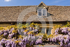 Wisteria on old country house