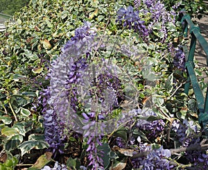wisteria plant scient. name wysteria