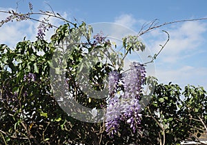 wisteria plant scient. name wysteria