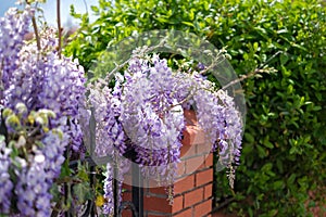 The wisteria The purple bunch offers glamorous beauty at  the park