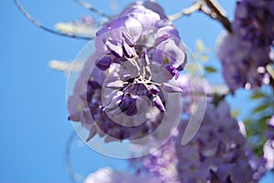 Wisteria purple flowers