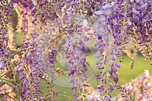 Wisteria purple flowers blooming