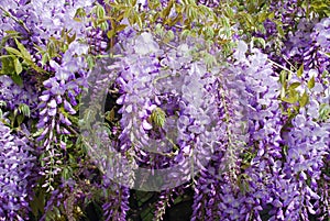 Wisteria purple flowers